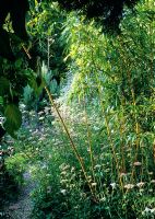 Phyllostachys aureosulcata f. aureocaulis - Golden Bamboo at Five Oaks, Sussex. 