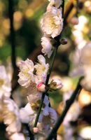 Prunus mume 'Omoi-No-Mama'