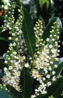 Prunus lauroceracus 'Otto Luyken' - Laurel cherry