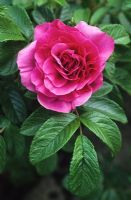 Rosa 'Roserie de la Hay'