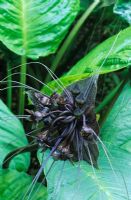 Tacca chantrieri - Cats whiskers - Bat flower