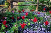 Spring border at Great Dixter, Sussex with Tulips - Tulipa 'Red Shine' amongst Myosotis - Forget me nots