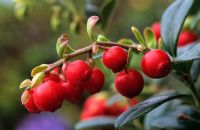 Vaccinium vitis-idaea - cowberry