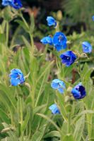 Meconopsis grandis - Himalayan blue poppy 