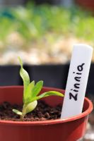 Zinnia seedling in pot with label