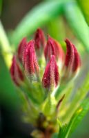 Rhododendron - Azalea Bud 'Jolie madame'