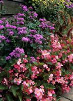 Begonia 'Deep Rose' with Ageratum