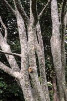Pinus bungeana - Lace Bark Pine showing the snake like bark