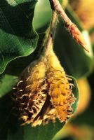 Fagus Silvatica - close-up of fruits