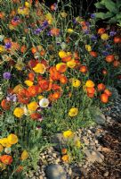 Wild flower planting with poppies, cornflowers and grasses.  