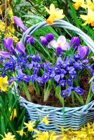 Basket in March containing Iris Reticulata 'Harmony' and  Large Dutch Crocus 'Vernus Blue'. Forsythia on table. Narcissus 'Jetfire' in background.