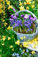 Basket in March containing Iris Reticulata 'Harmony' and Large Dutch Crocus 'Vernus Blue'. Forsythia on table. Narcissus 'Jetfire' in background. Muscari 'Royal' and Grape Hyacinth below.