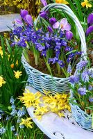 Baskets in March. Large basket contains Iris Reticulata 'Harmony and Dutch Crocus 'Vernus Blue'. Front basket contains Muscari 'Blue Magic'. Grape Hyacinths. Cut Forsythia on  table. Background Narcissus 'Jetfire'. Below Muscari 'Royal'