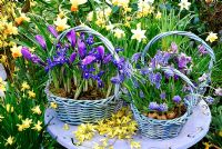 Large Basket contains 'Vernus Blue', large dutch crocus and Iris Reticulata 'Harmony. Centre basket contains Muscari 'Blue Magic. Right basket contains Crocus tommasimianus 'Lilac Beauty'. Forsythia on table. Left Narcissus 'Tete a Tete' and Narcissus 'Jetfire'.