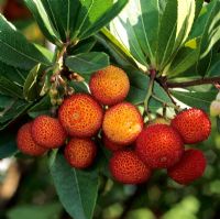 Arbutus unedo fruits