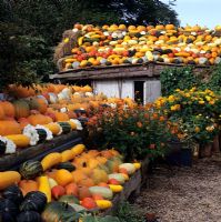 Pumpkin and winter squash displayed on roof of out-building and benches. Pumpkin house Slindon, Sussex.