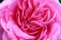 Rosa Gertrude Jekyll 'Ausbord' flowering in June