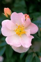 Rosa Little Rambler 'Chewramb' flowering in June
