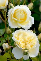 Rosa The Pilgrim 'Auswalker' flowering in June