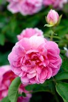 Rosa The Countryman 'Ausman' flowering in June