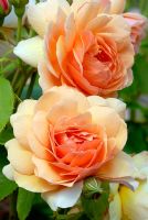 Rosa Grace 'Auskeppy' flowering in June
