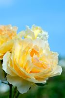 Rosa Molineux 'Ausmol' flowering in June