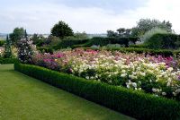 The rose garden at the RHS Gardens Hyde Hall in June. Roses include - Rosa The Pilgrim 'Auswalker', R. Jubilee Celebration 'Aushunter' and R. Nobel Antony 'Ausway'