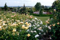 The rose garden at the RHS Gardens Hyde Hall in June. Roses include - Rosa Graham Thomas 'Ausmas', R. Crown Princess Margareta 'Auswinter', Winchester Cathedral 'Auscat' and R. Grace 'Auskeppy'