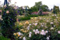 The rose garden at the RHS Gardens Hyde Hall in June. Roses include - Rosa Crocus Rose 'Ausquest', R. Crown Princess Margareta 'Auswinter' and R. Molineux 'Ausmol' with Clematis Harlow Carr