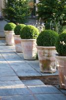 Line of 5 large terracotta pots containing clipped Buxus - Box balls on stone terrace.