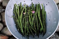 Phaseolus - French Bean 'Deuil Fin Precoce'