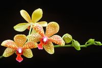 Phalaenopsis 'Green Gem'