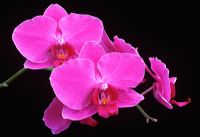 Phalaenopsis 'Hausermanns Tempter Violet'