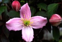 Clematis montana var rubens flowering in  April 