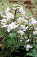 Arabis alpina subsp caucasica 'Flore Pleno'