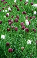 Fritillaria meleagris drifts naturalised in grass