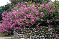 Garden Boundary flint wall with Lavatera and Buddleia