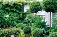 Green and white topiary garden with Buxus -Box, Laurus - Bay balls and Zantedeschia
