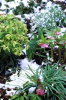 Helleborus foetidus, helleborus orientalis and Galanthus in snow