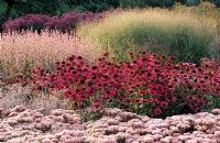 Early Autumn border at Pensthorpe Millenium Garden with Grasses, Sedum and Echinacea 'Rubinstern'