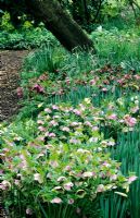 Winter woodland border with Helleborus orientalis and Narcissus in drifts