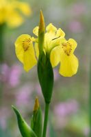 Iris pseudacorus - Yellow flag Iris  