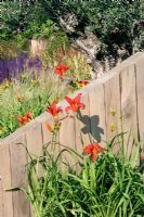 Solid wooden fencing with Hemerocallis 'Red Rum' at Hampton Court 2006. Trevor Tooths 'Love, Life and Regeneration'. 