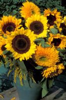 Summer bouquet with Helianthus Annus and Solidago, - single and double Sunflowers and Golden Rod, in Green glazed pot.