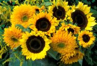 Floral arrangement of Helianthus Annus and Solidago, - single and double Sunflowers and Golden Rod, in Green glazed pot.