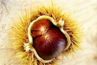 Castanea sativa - Sweet Chestnut on wood 
