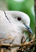 Collared dove sitting on nest 