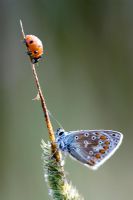 Common blue butterfly and ladybird on grass stem