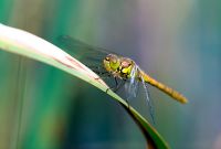 English hawker dragonfly resting on a reed 