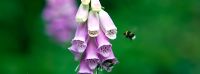 Digitalis purpurea - Foxgloves with bumble bee
